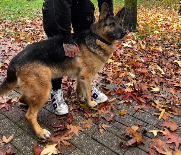 FEDERICA PASTORE TEDESCO Foto 5